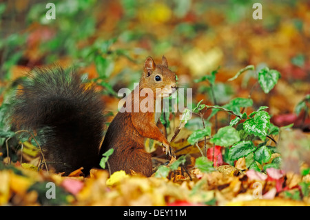 Red scoiattolo (Sciurus vulgaris), Renania settentrionale-Vestfalia Foto Stock