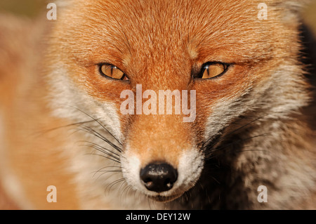 Red Fox (Vulpes vulpes vulpes), ritratto, Renania settentrionale-Vestfalia Foto Stock