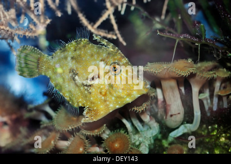 Filefish aggrovigliati di setole o di coda-file-pesce (Acreichthys tomentosus), nativo di Australia, Indonesia e Giappone, in cattività Foto Stock