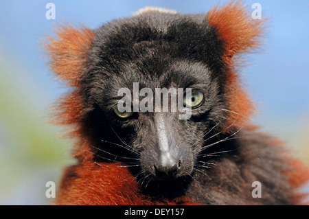 Rosso lemure Ruffed (Varecia variegata rubra, Varecia variegata ruber), ritratto, Madagascar, Africa Foto Stock