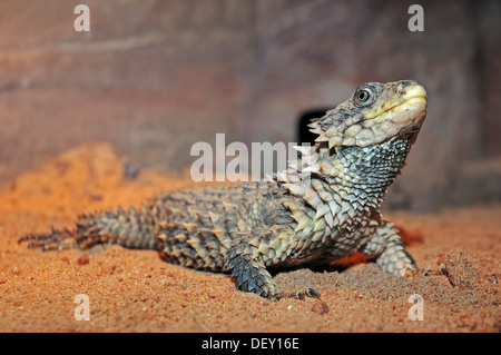 Giant cinto Lizard, Sungazer, Giant spinoso-tailed Lizard (Cordylus giganteus), nativo di Africa, in cattività Foto Stock