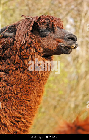 Alpaca (Lama pacos, Vicugna pacos), originario del Sud America, in cattività, Paesi Bassi Foto Stock