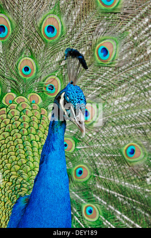 Peafowl indiano o Peafowl blu (Pavo cristatus), maschio del piumaggio durante un corteggiamento, nativo di India Foto Stock