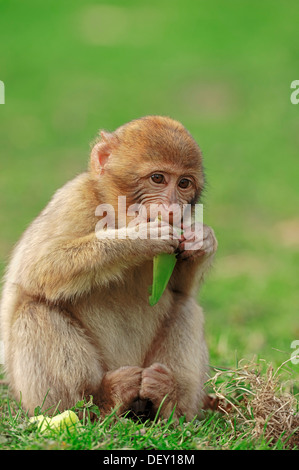 Barbary Macaque (Macaca sylvanus, Macaca sylvana), i capretti nativa per il Marocco, Algeria e di Gibilterra in cattività Foto Stock