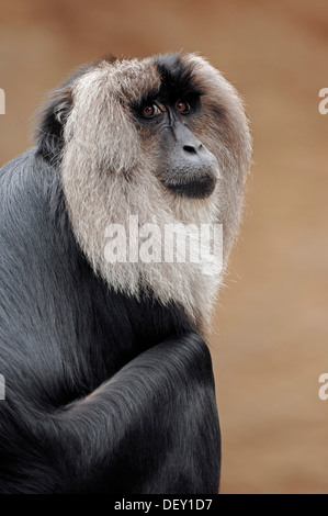 Lion-coda Macaque o Wanderoo (Macaca silenus), nativo di India, in cattività Foto Stock