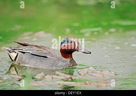 Comune di Teal o Eurasian Teal (Anas crecca), drake, Renania settentrionale-Vestfalia Foto Stock