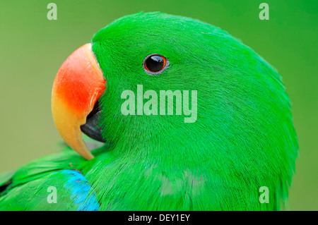 Nuova Guinea Red-sided Eclectus Parrot (Eclectus roratus polychloros), maschio, ritratto, nativo di Nuova Guinea, in cattività Foto Stock