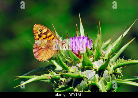 Chiazzato legno Butterfly (aegeria Pararge aegeria) sul Beato Cardo, Saint Mary's Thistle, oppure Scotch Thistle (Silybrum Foto Stock