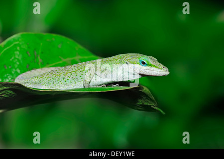 Carolina Anole, Anole verde o rosso-throated Anole (Anolis carolinensis), Florida, Stati Uniti d'America Foto Stock