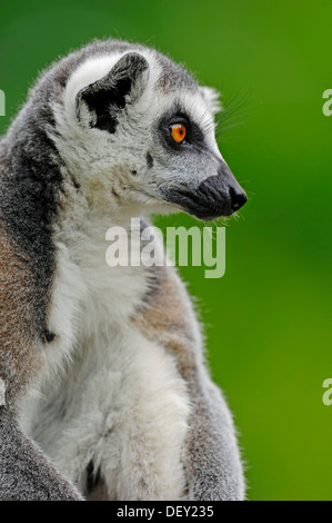 Anello-tailed Lemur (Lemur catta), ritratto, nativo del Madagascar, in cattività, Paesi Bassi, Europa Foto Stock