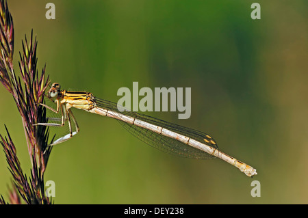 White-gambe o Damselfly Blue Featherleg (Platycnemis pennipes), i capretti della Renania settentrionale-Vestfalia Foto Stock