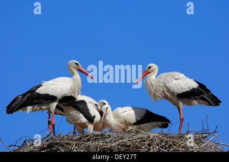 Cicogna bianca (Ciconia ciconia), in coppia con gli uccelli giovani nel nido, Renania settentrionale-Vestfalia Foto Stock