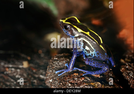 Tintura di Dart (Rana Dendrobates tinctorius), un veleno dart frog, nativo di Brasile, Guyana Francese e il Suriname, in cattività Foto Stock