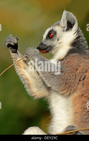 Anello-tailed Lemur (Lemur catta) nativo del Madagascar, in cattività, Renania settentrionale-Vestfalia Foto Stock