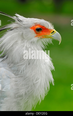 Segretario (Sagittarius serpentarius), ritratto, captive, Paesi Bassi, Europa Foto Stock