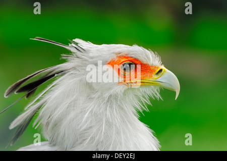 Segretario (Sagittarius serpentarius), ritratto, in cattività, Paesi Bassi, Europa Foto Stock