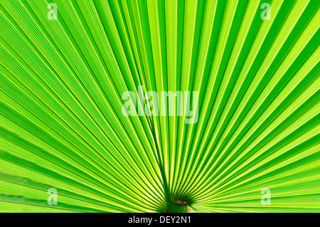 Saw Palmetto (Serenoa repens), leaf dettaglio, Florida, Stati Uniti d'America Foto Stock