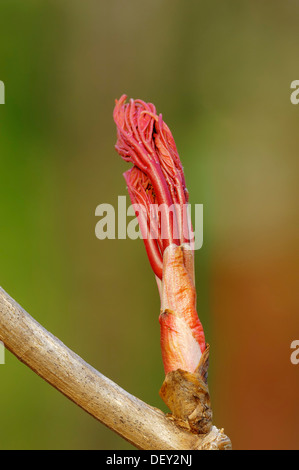 Acero di monte (Acer pseudoplatanus), leaf bud, Renania settentrionale-Vestfalia Foto Stock