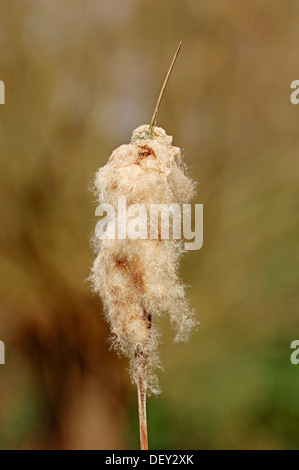 Comune di giunco, latifoglie tifa, grande Reedmace o Cooper's Reed (Typha latifolia), frutta stand, Renania settentrionale-Vestfalia Foto Stock
