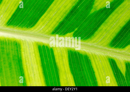 Impianto di zebra (Calathea zebrina), leaf dettaglio, originario del Sud America, piante ornamentali Foto Stock