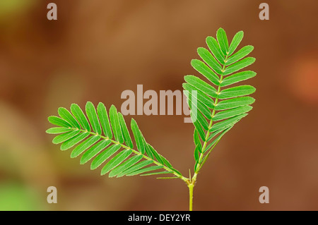 La Mimosa, impianto sensibili o touch-me-non (Mimosa pudica), foglie, originario del Sud America, piante ornamentali Foto Stock