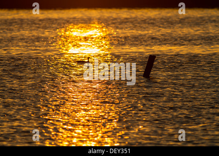 Cartolina o sfondo, natura scenic e drammatica immagine rurale di uccello, stagliano golden raggio di sole sull'acqua Foto Stock