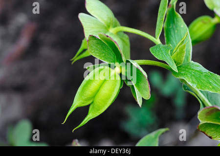 Rosa di Natale o il veratro nero (Helleborus niger), seme head, Provenza, Francia meridionale, Francia, Europa Foto Stock