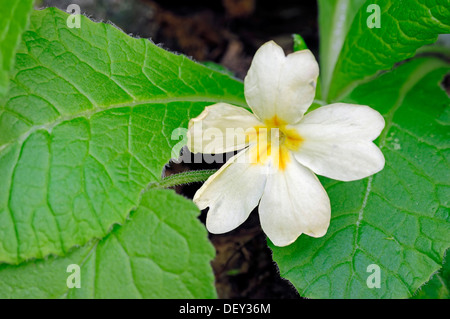 Primula (Primula vulgaris, Primula acaulis), Provenza, Francia meridionale, Francia, Europa Foto Stock