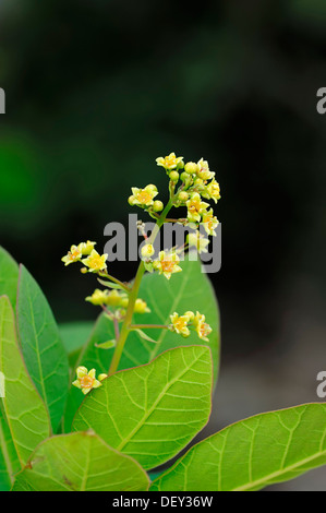 Smoketree europea o fumo Bush (Cotinus coggygria), Provenza, Francia meridionale, Francia, Europa Foto Stock