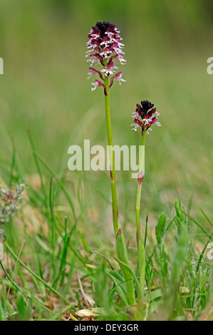 Bruciò Orchidea (Neotinea ustulata ssp. Ustulata, Orchis ustulata ssp. Ustulata), Provenza, Francia meridionale, Francia, Europa Foto Stock