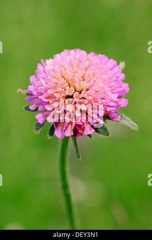 Pigeon Scabious, Puntaspilli Fiore, piccola Scabious o Colomba Puntaspilli (Scabiosa colombari), Provenza, Francia meridionale, Francia Foto Stock