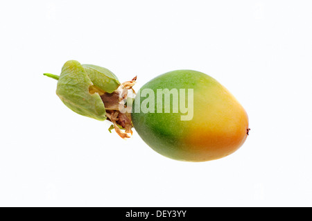 Il Blu fiore della passione o comuni o fiore della passione (Passiflora caerulea), frutta, nativo di Argentina e Brasile, piante ornamentali Foto Stock