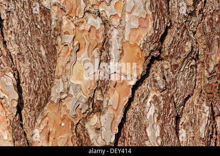 Pino di Aleppo (Pinus halepensis), particolare della corteccia, Provenza, Francia meridionale, Francia, Europa Foto Stock