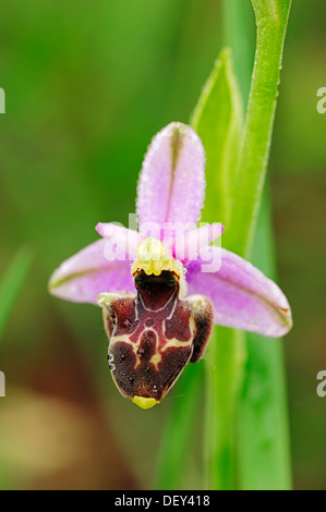 Falso Woodcock Bee-orchid o beccaccia Orchidea (Ophrys linearis, Ophrys pseudoscolopax), Provenza, Francia meridionale, Francia, Europa Foto Stock
