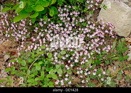 Rock Soapwort (Saponaria ocymoides), Provenza, Francia meridionale, Francia, Europa Foto Stock