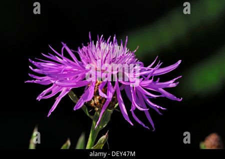 Fiordaliso marrone o Fiordaliso Brownray (Centaurea jacea), Renania settentrionale-Vestfalia Foto Stock