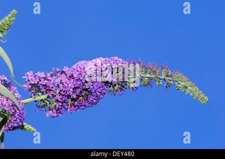 Estate lilla o farfalla-bush (Buddleja davidii), Renania settentrionale-Vestfalia Foto Stock