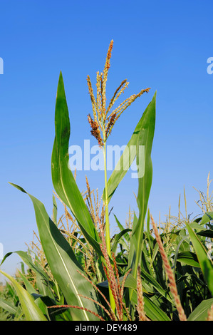 Il mais (Zea mays), fioritura, Renania settentrionale-Vestfalia Foto Stock