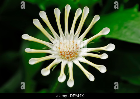 Cape Marguerite, van Staden's River Daisy, domenica fiume Daisy o stella del veldt (Dimorphotheca ecklonis Foto Stock