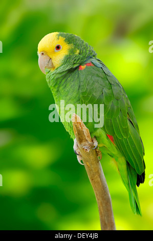 Giallo testa di Amazon, Amazzone nuca gialla e doppio giallo-headed Amazon o Belize-Yellow capo-Amazon (Amazona oratrix Foto Stock