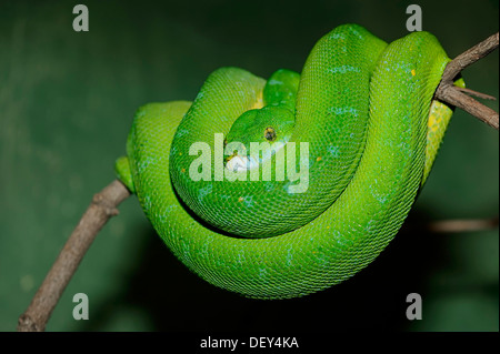 Green Tree Python (Chondropython viridis, Morelia viridis), nativo di Nuova Guinea, prigionieri Bergkamen, Renania settentrionale-Vestfalia Foto Stock