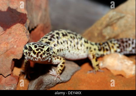 Leopard Gecko (Eublepharis macularius), ritratto, nativo di Asia, captive Kamen, Renania settentrionale-Vestfalia, Germania Foto Stock