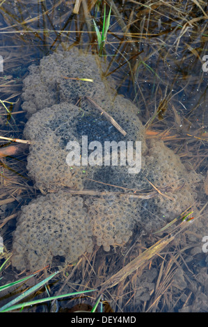 Frog spawn, la deposizione delle uova della rana comune (Rana temporaria) in uno stagno, Nord Reno-Westfalia, Germania Foto Stock