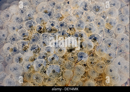 Frog spawn, la deposizione delle uova la rana comune (Rana temporaria), Nord Reno-Westfalia, Germania Foto Stock