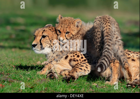 Ghepardo (Acinonyx jubatus), cub giocando con femmina, ricorrenza in Africa, captive, Germania Foto Stock