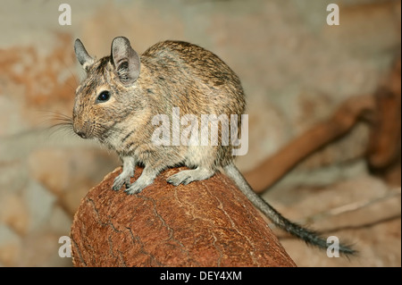 Degu comune (Octodon degus), nativo di Cile, captive, Nord Reno-Westfalia, Germania Foto Stock