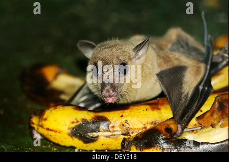 Frutta egiziana bat o roussette egiziano (Rousettus aegyptiacus), maschio, alimentazione su una banana, native per l Africa e per l'Arabo Foto Stock