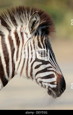 Chapman's zebra (Equus quagga chapmani, Equus burchellii chapmani), ritratto, nativo di Zimbabwe, Botswana e Zambia, captive Foto Stock
