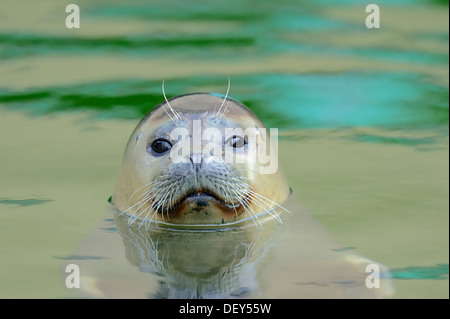 La guarnizione di tenuta (Phoca vitulina), il novellame di nuoto in acqua, captive, Schleswig-Holstein, Germania Foto Stock