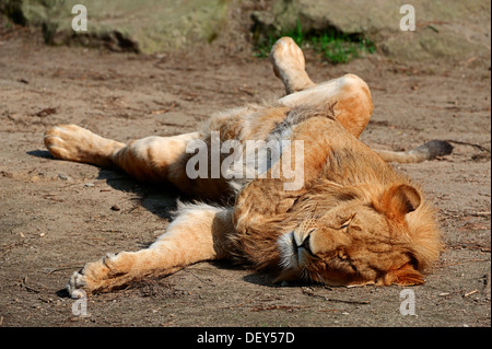 Lion (Panthera leo), maschio, captive, Germania Foto Stock